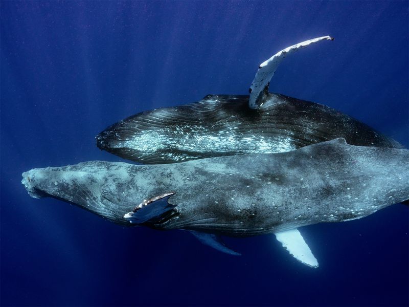 Humpback Whales