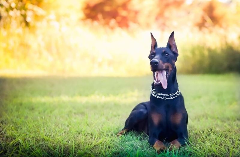 Doberman Pinscher