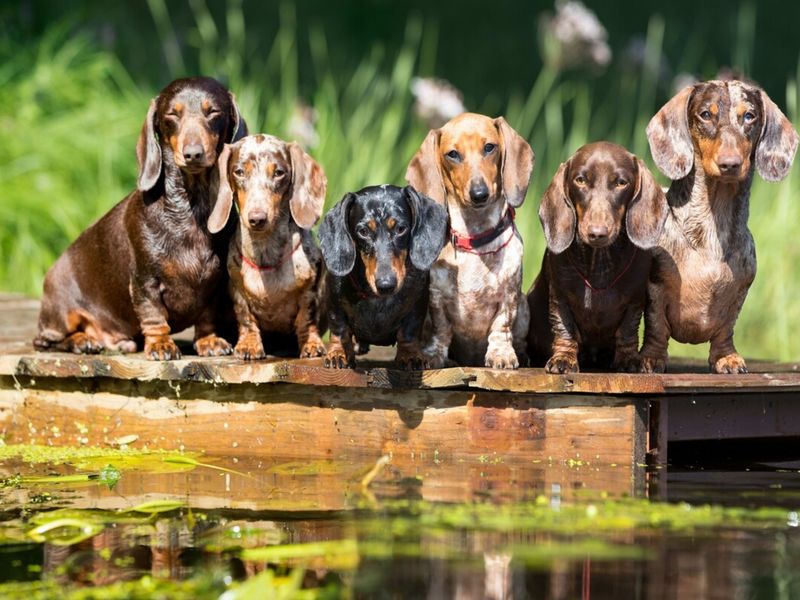 Dachshund