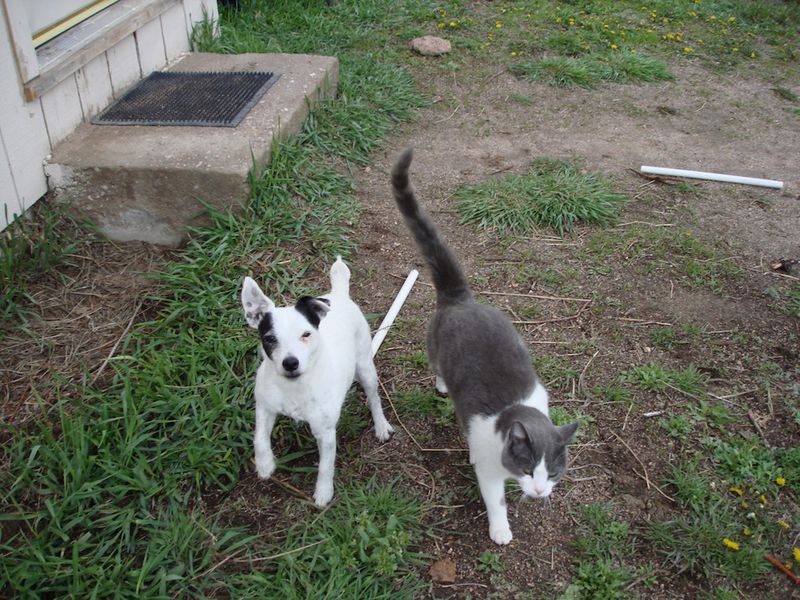 Jack Russell Terrier