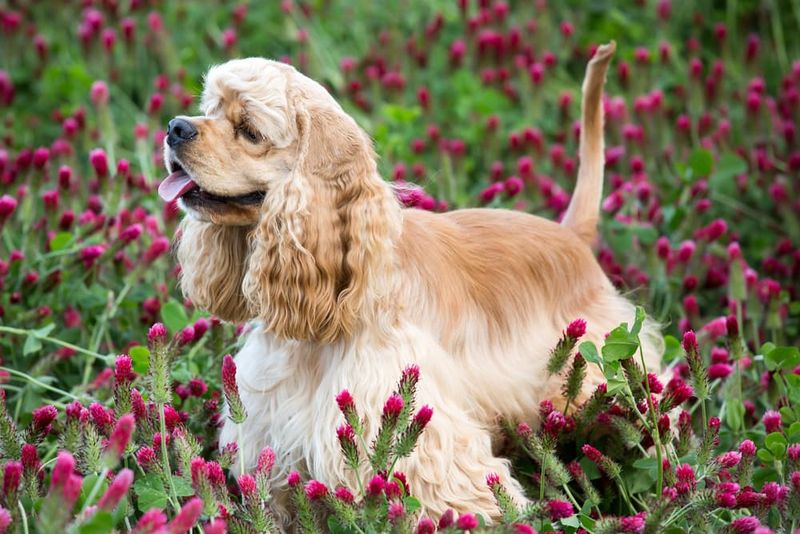 Cocker Spaniel