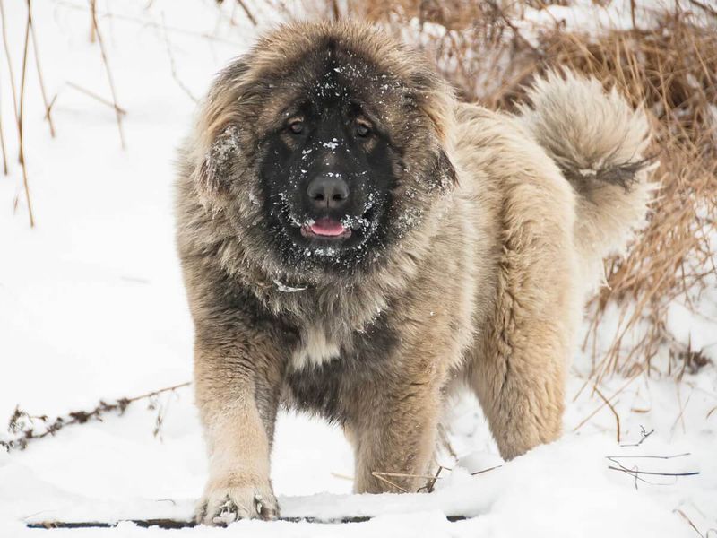 Caucasian Shepherd