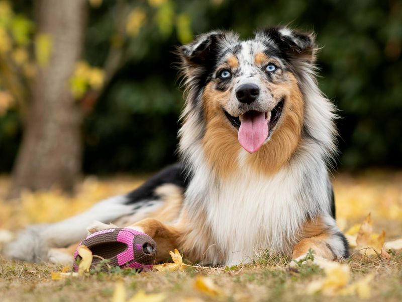 Australian Shepherd