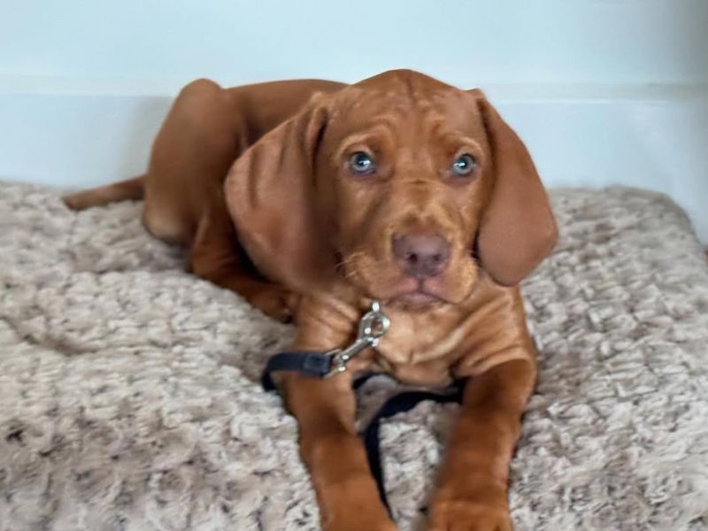 Vizsla