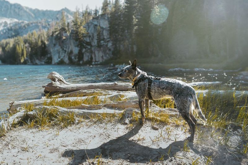 Australian Shepherd's Wilderness Wisdom