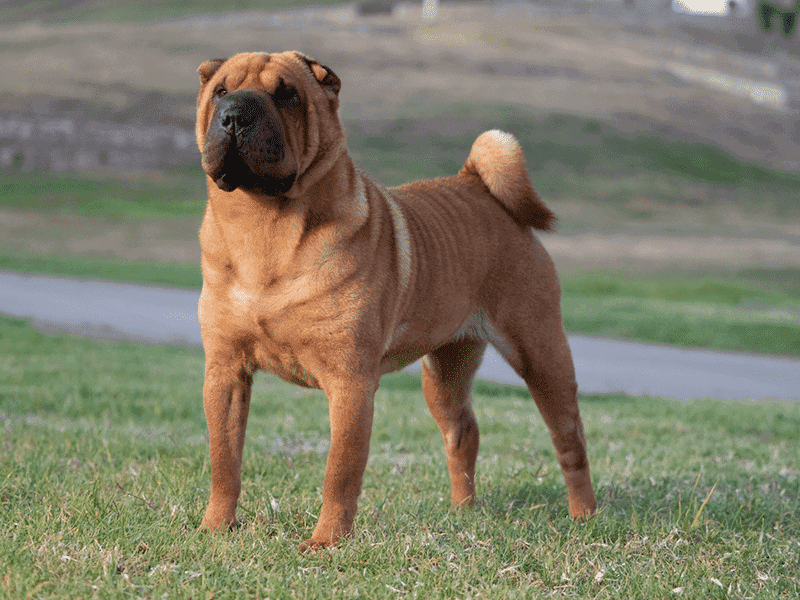 Chinese Shar-Pei: More Than Just Wrinkles