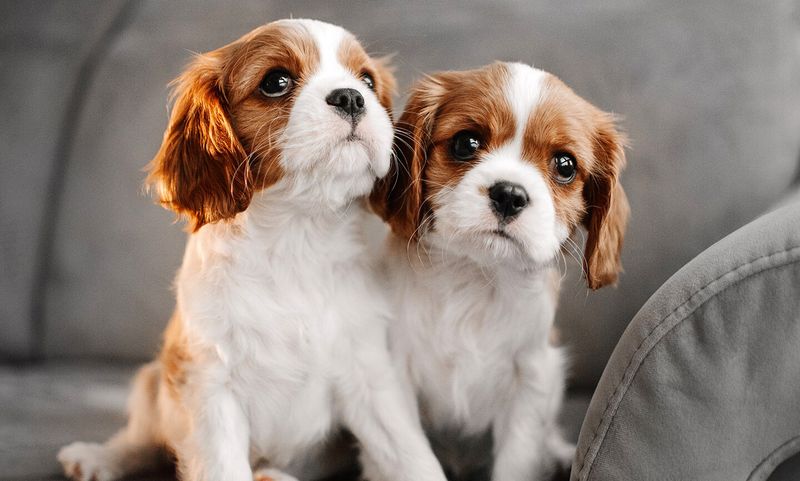 Cavalier King Charles Spaniels
