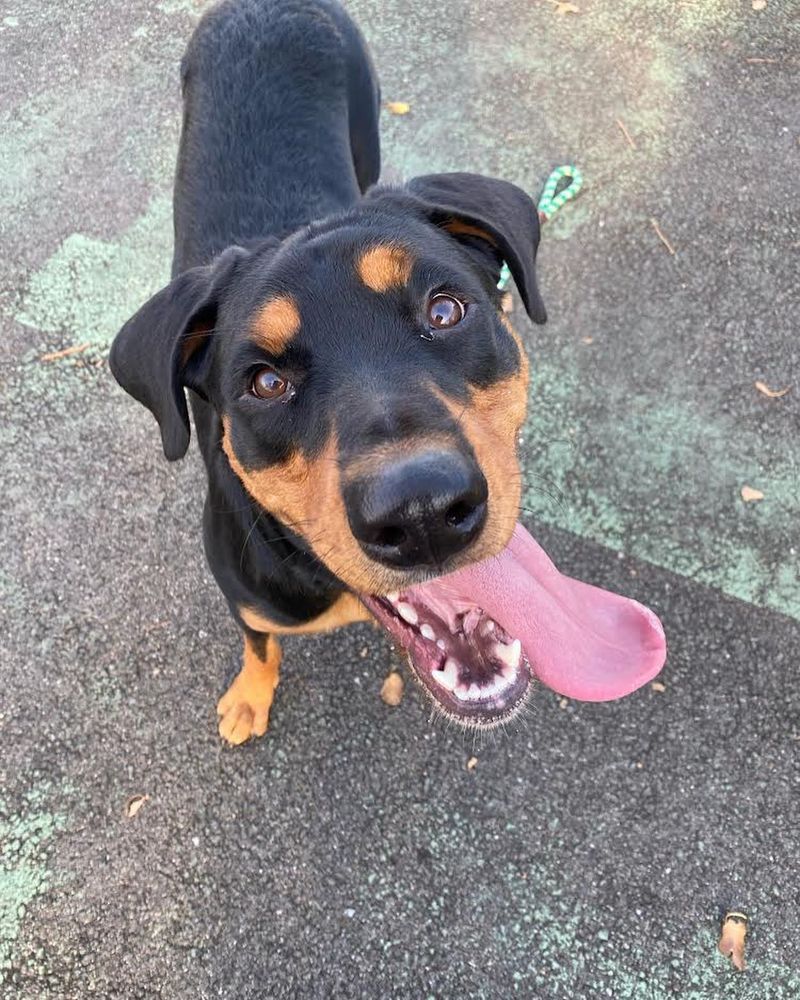 Hound Mix