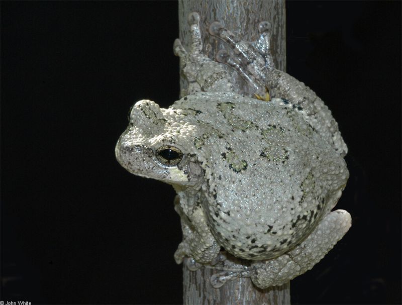 Gray Tree Frog