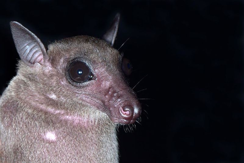 Malaysia's Long-Tongued Nectar Lover