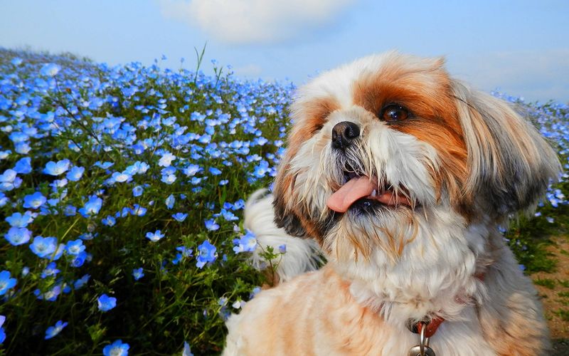 Shih Tzu