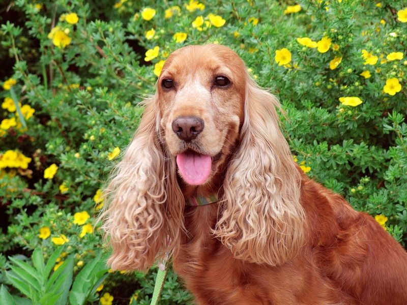 Cocker Spaniel