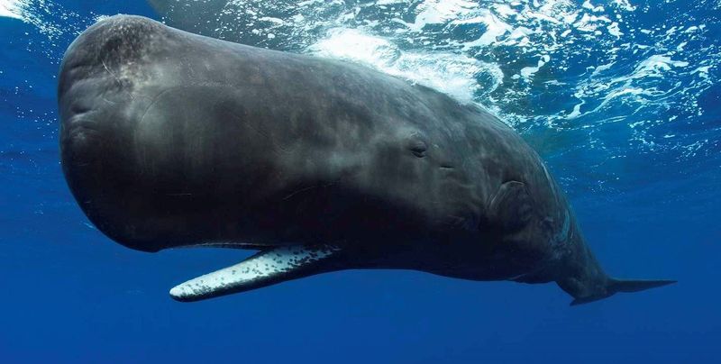 Sperm Whale