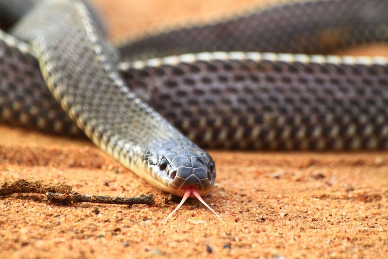 Black Mamba