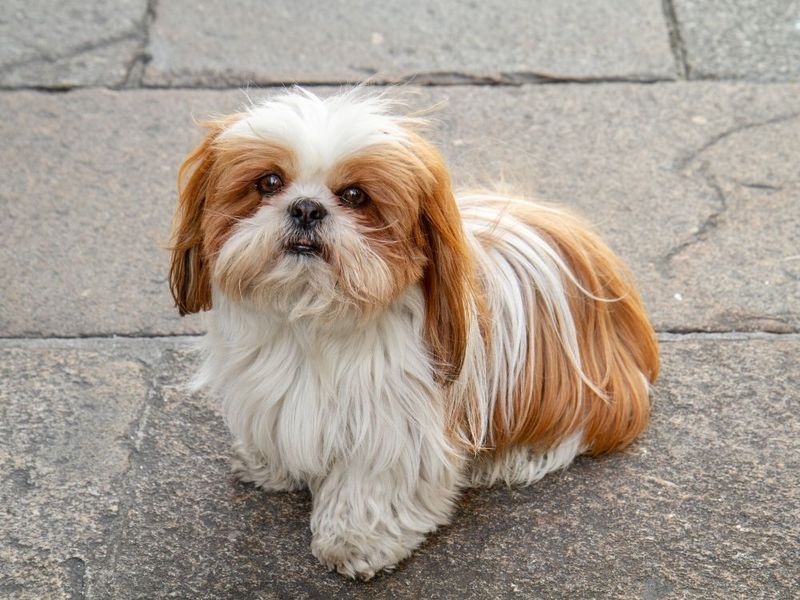 Shih Tzu Mix