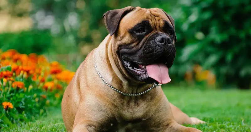 Bullmastiff