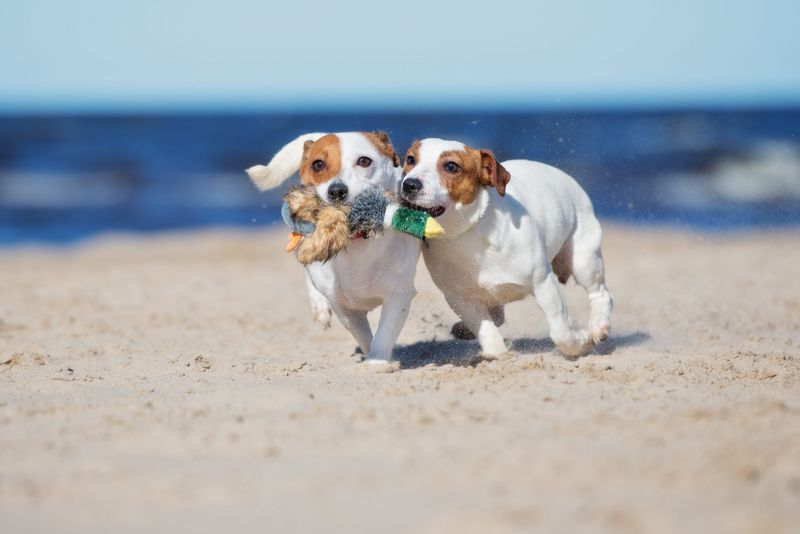 Jack Russell Terrier