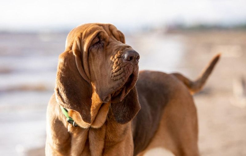 Bloodhound