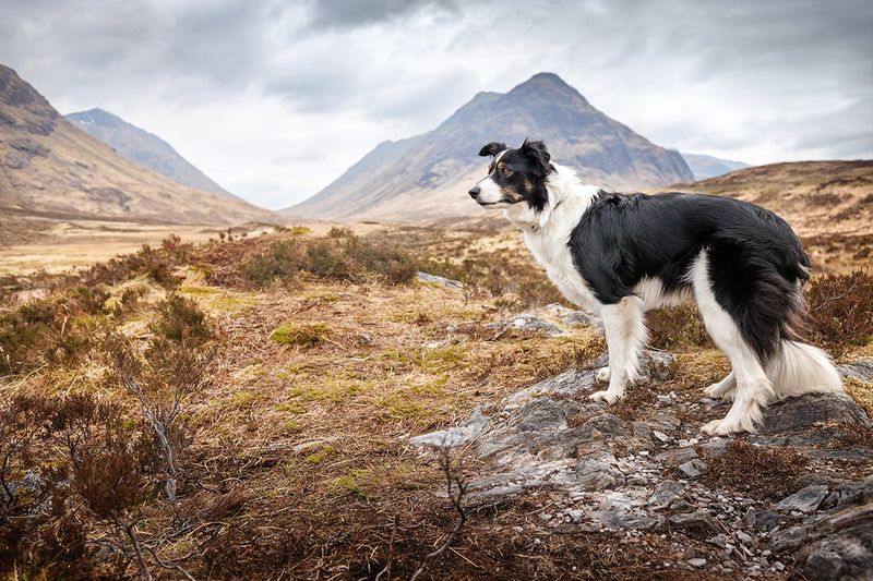 Collie