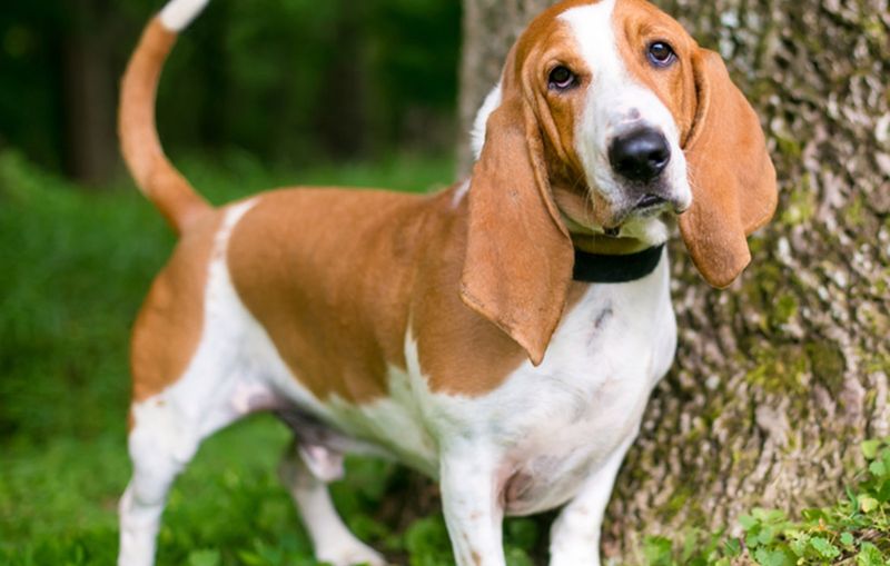 Basset Hound