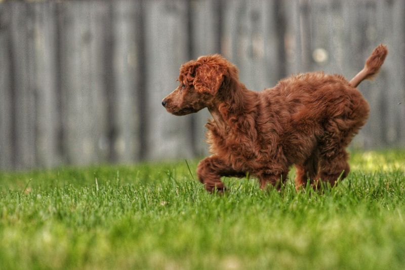 Poodle