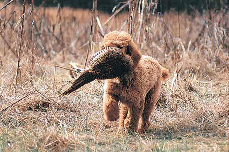 Standard Poodle