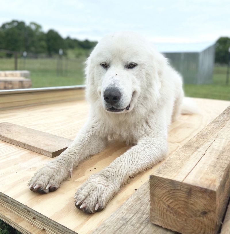 Great Pyrenees