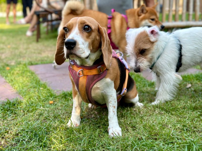 Beagle