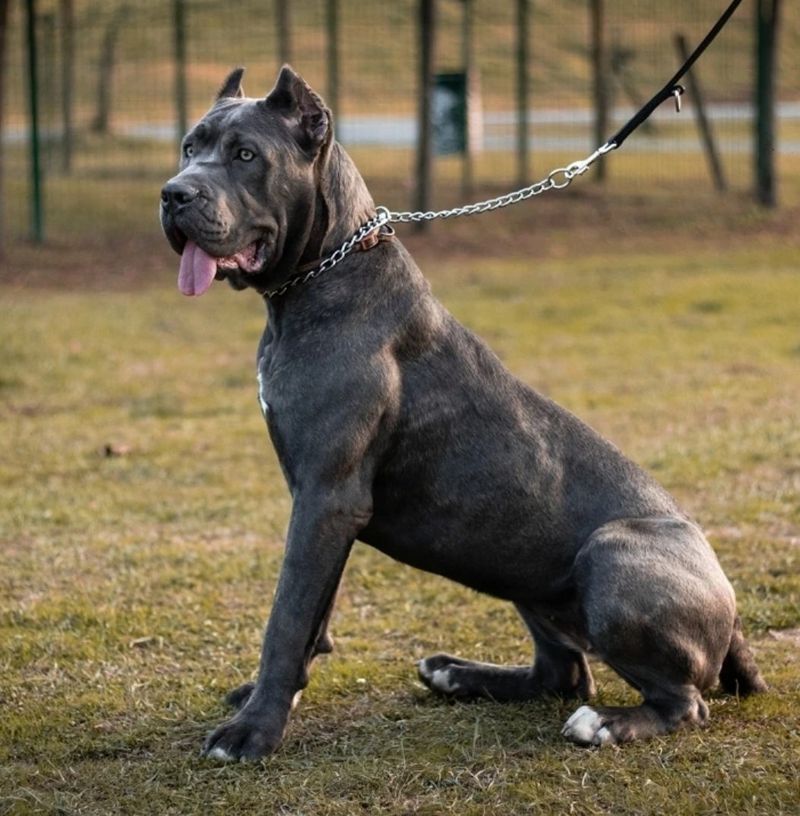 Cane Corso