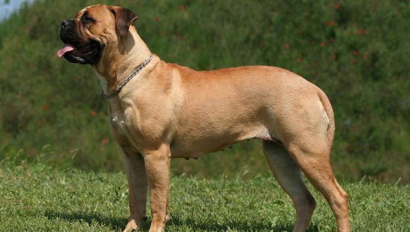 Bullmastiff