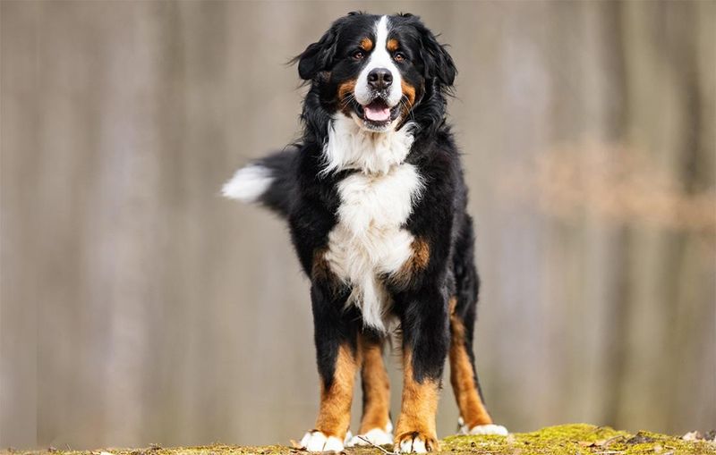 Bernese Mountain Dog