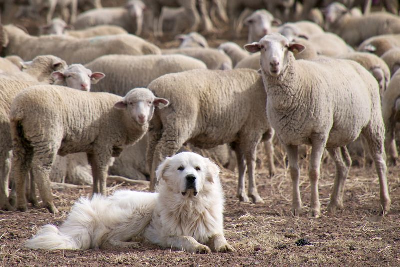 Great Pyrenees: The Gentle Giant