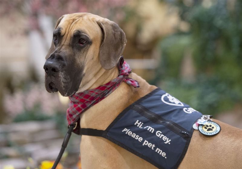 Great Danes: Gentle Giants Who Think They're Lap Dogs