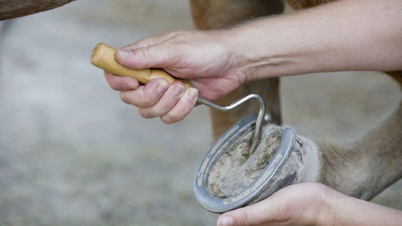 Horses With White Feet Are Weaker