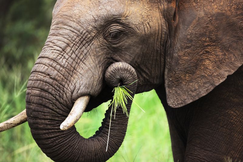 Feeding