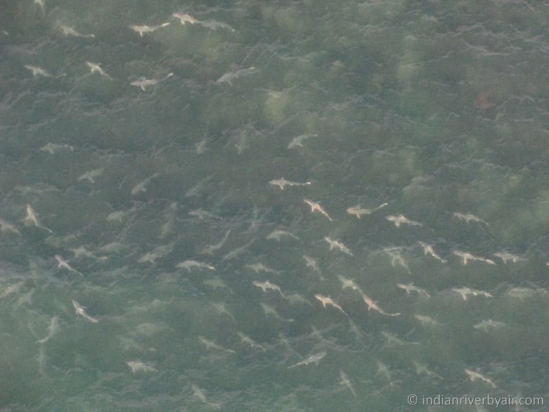 Migration Patterns