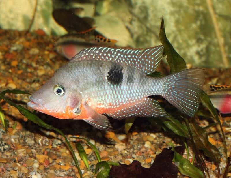 Firemouth Cichlid