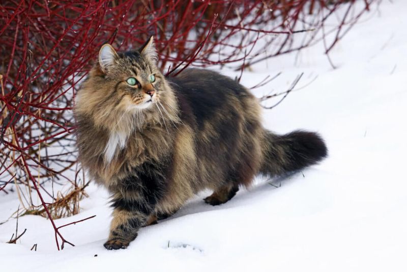 Norwegian Forest Cat