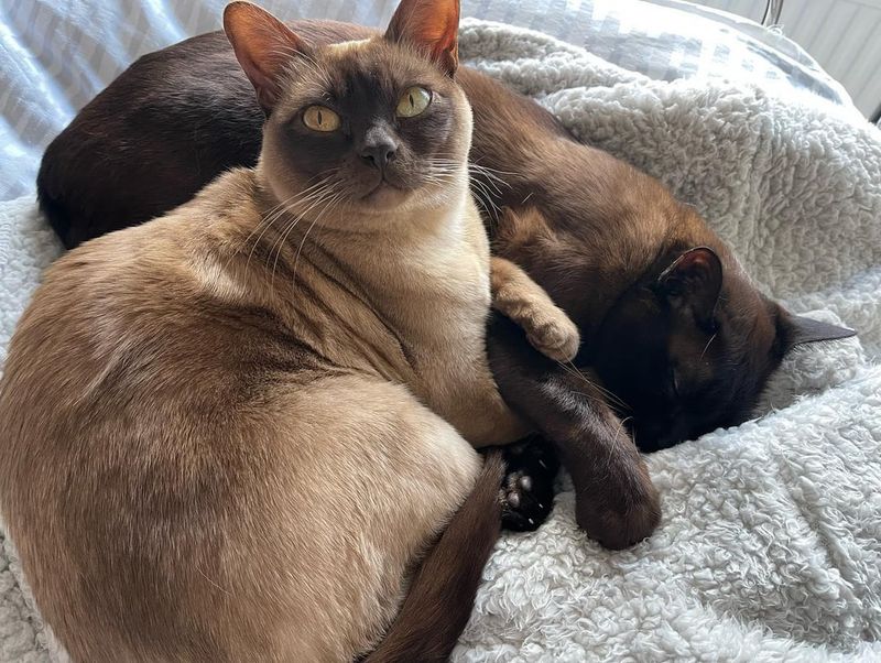 Burmese