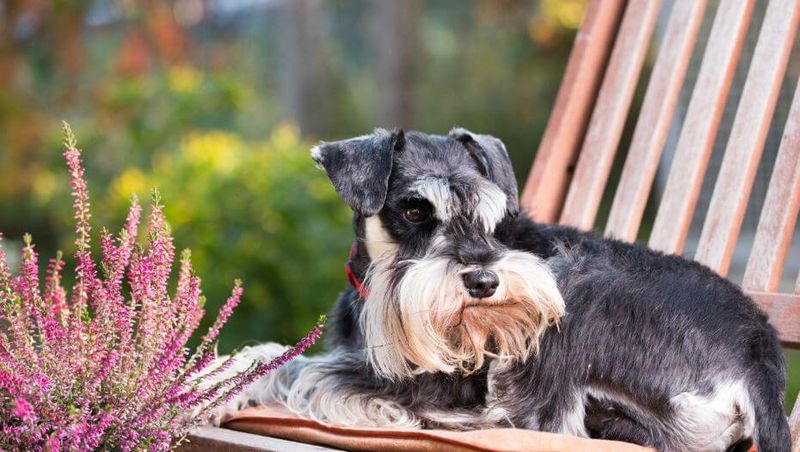 Miniature Schnauzer