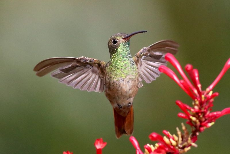 Buff-Bellied Hummingbird