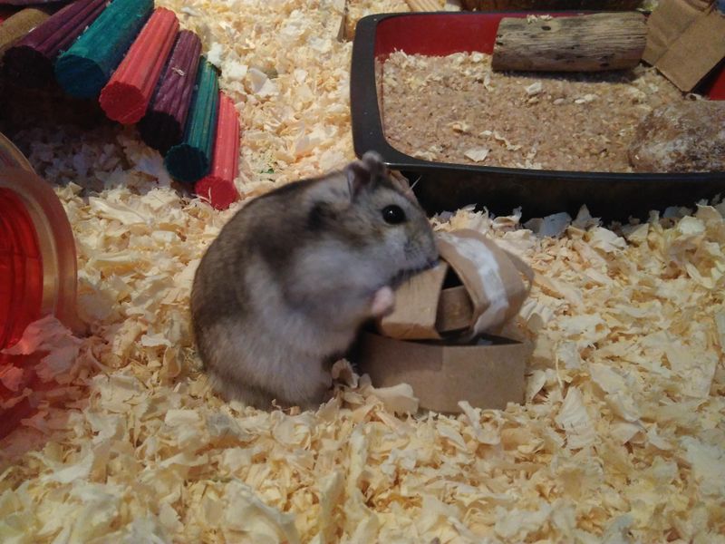 Pumpkin Seed Paradise