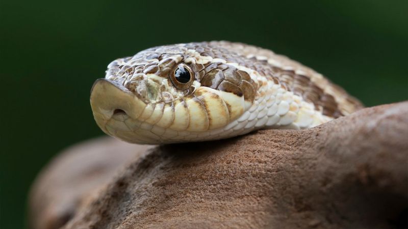 Hognose Snake