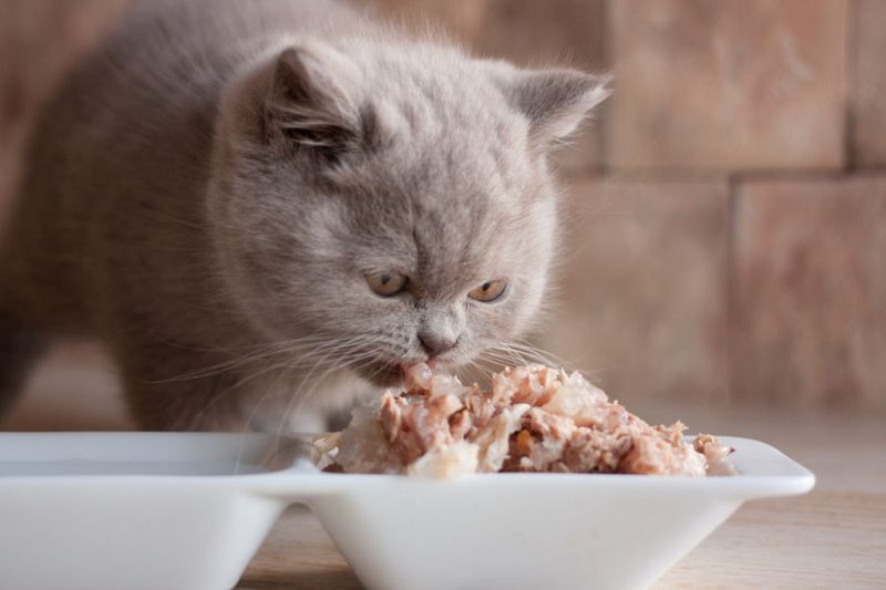 Premium Food Equals Premium Coat