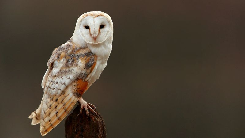 Barn Owl