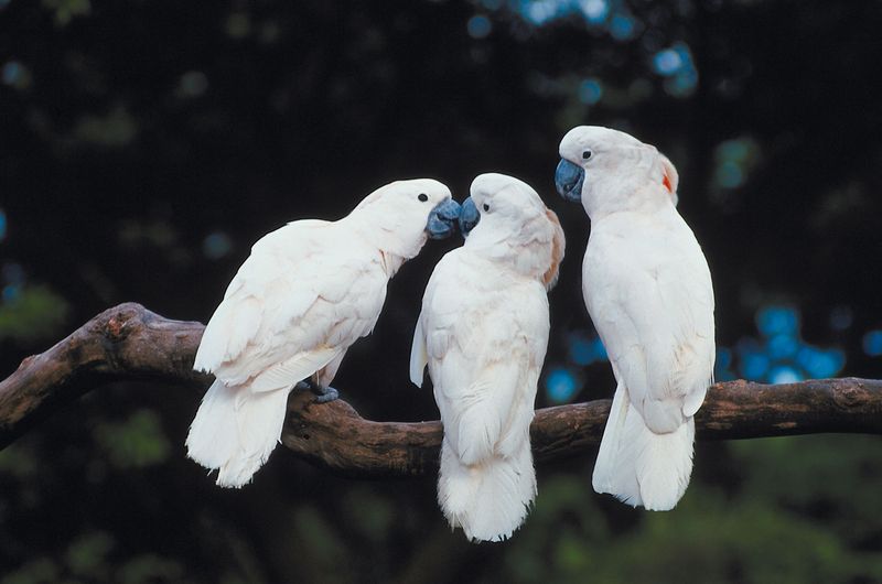 Cockatoo