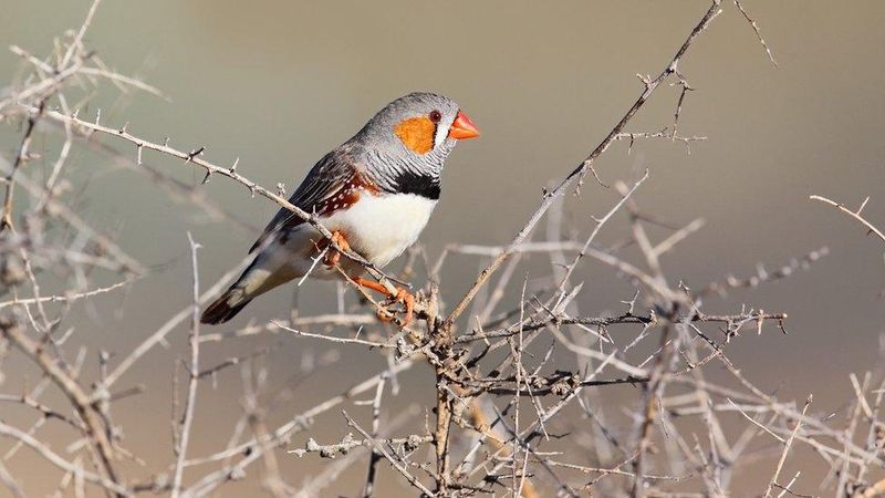 Zebra Finch