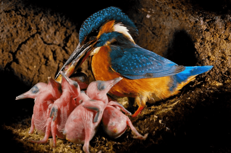 Kingfisher Chicks In Underground Burrows
