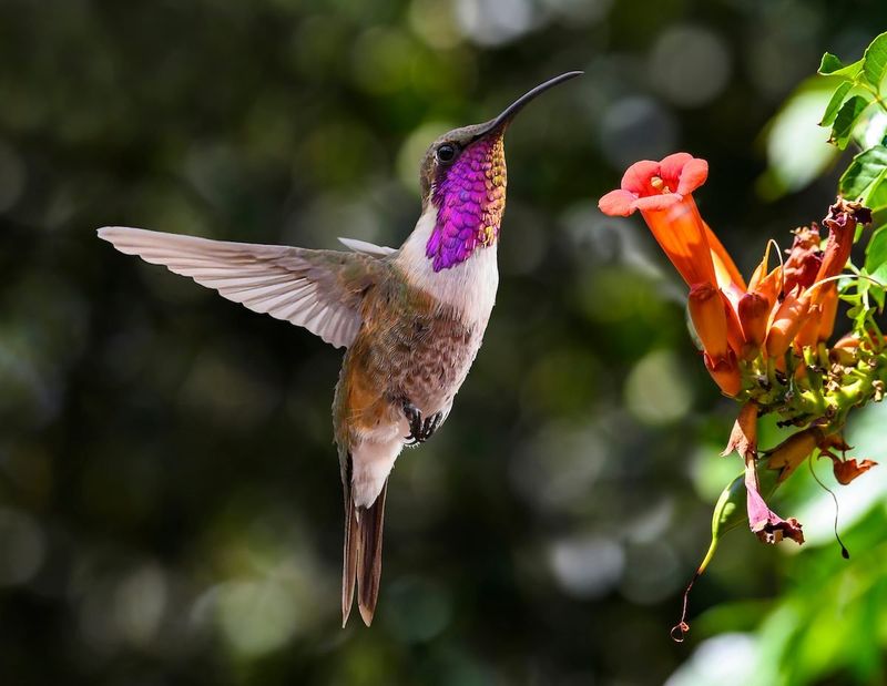 Lucifer Hummingbird