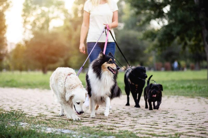 Local Pet-Sitting Services
